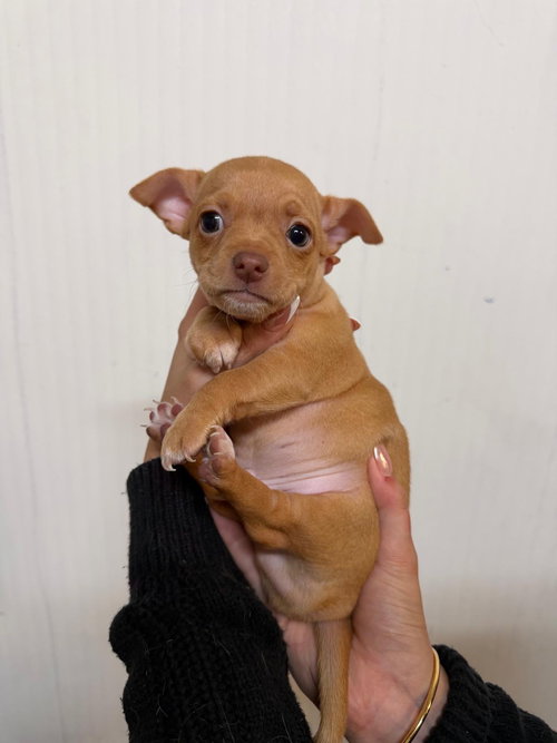CHURROS - Chihuahua available for adoption