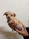 TIRAMISU - Photo 2