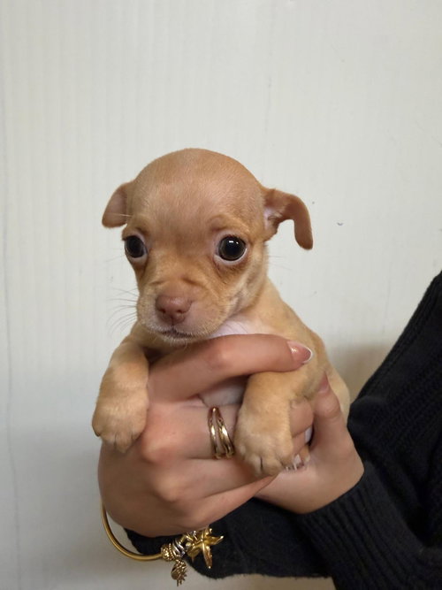 SHORTCAKE - Chihuahua available for adoption