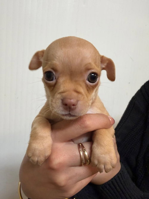 SHORTCAKE - Chihuahua available for adoption