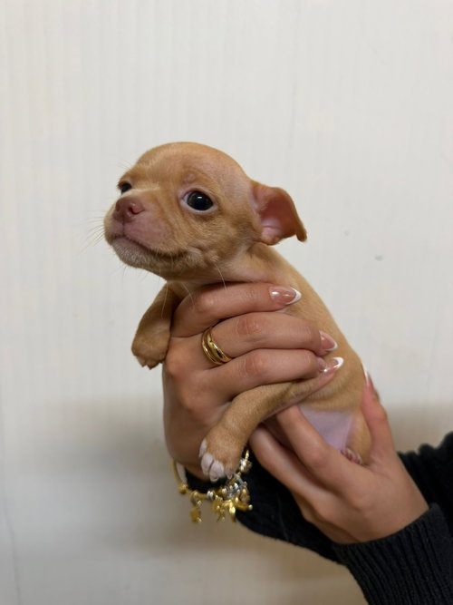 TRES LECHES - Chihuahua available for adoption