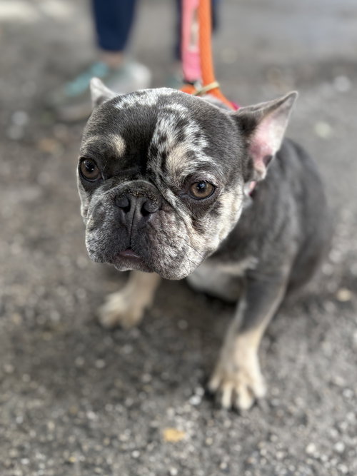 TOMMY - French Bulldog available for adoption