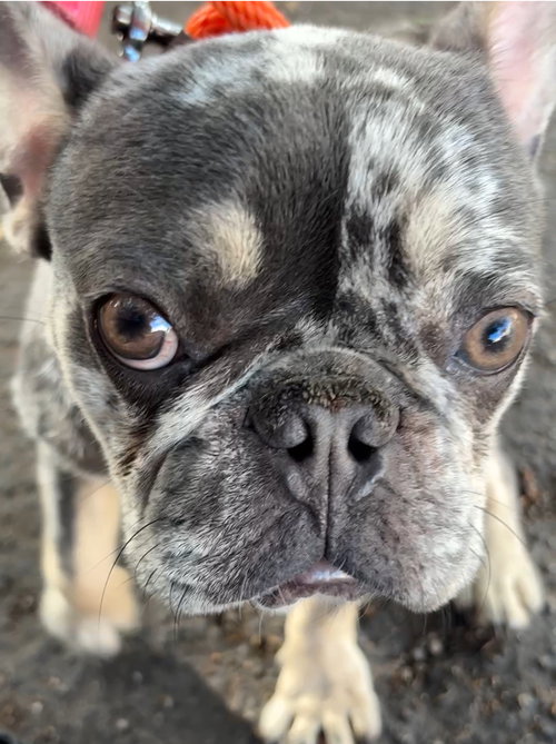TOMMY - French Bulldog available for adoption