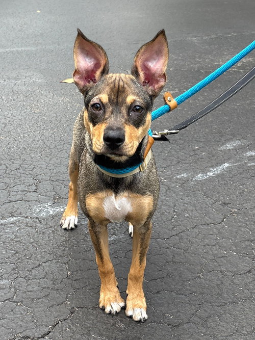 LASAGNA, an adoptable Chihuahua in Margate, FL