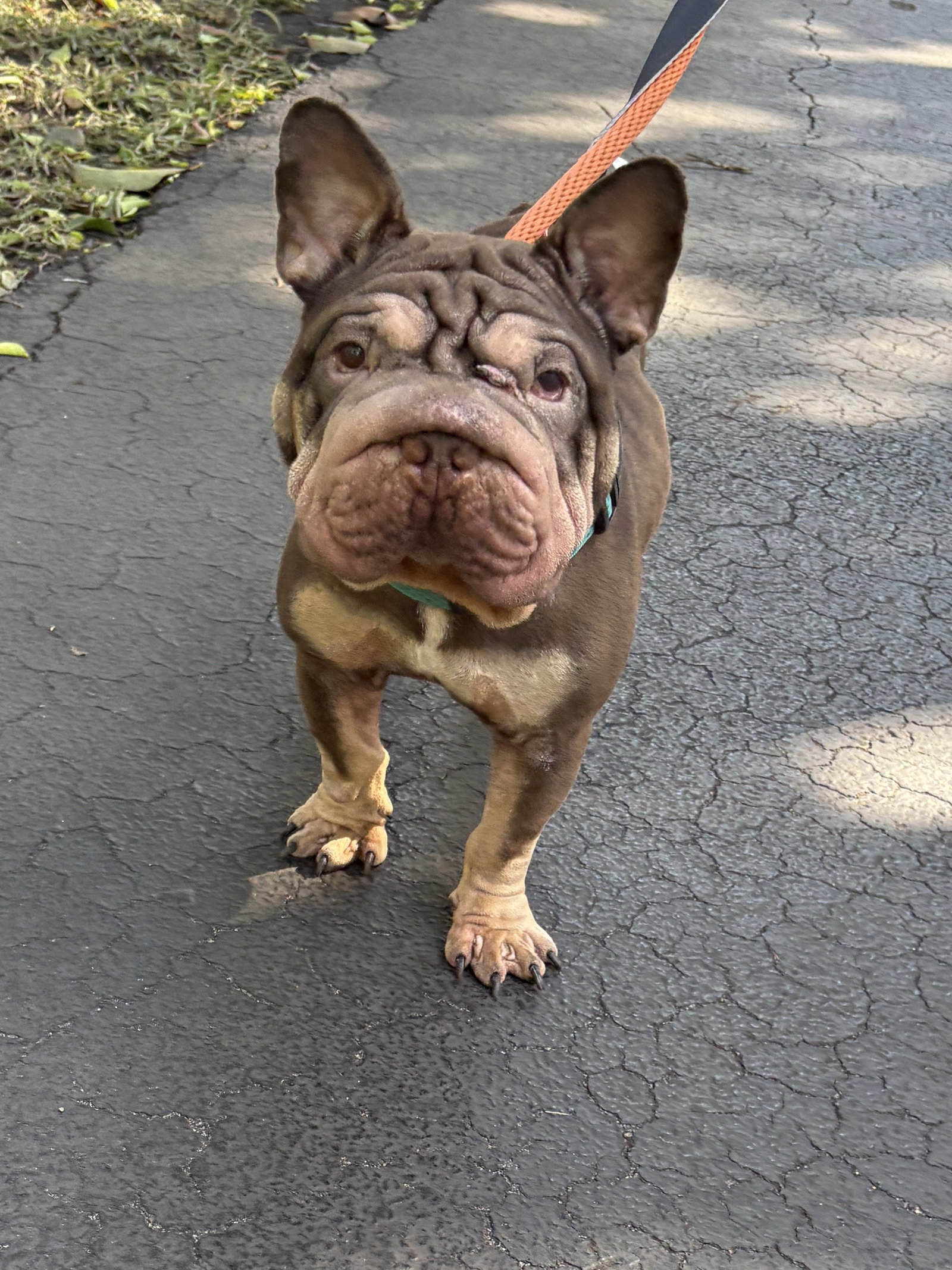 French Bulldog