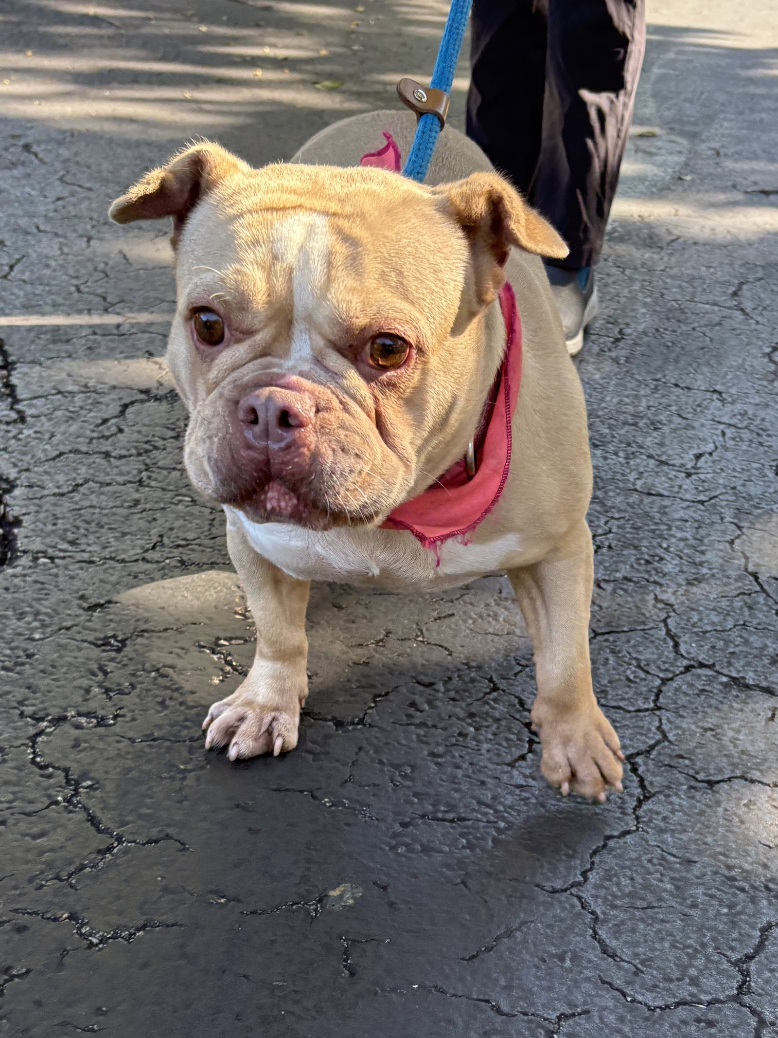 French Bulldog