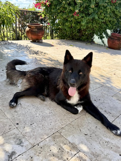picture of the dog needing adoption