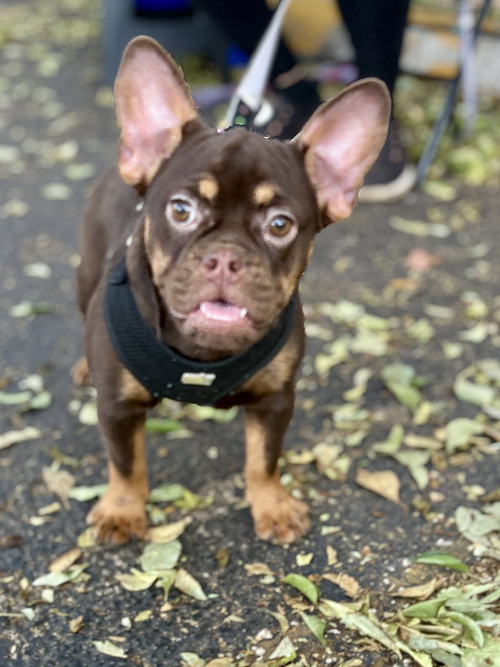 delilah Image
