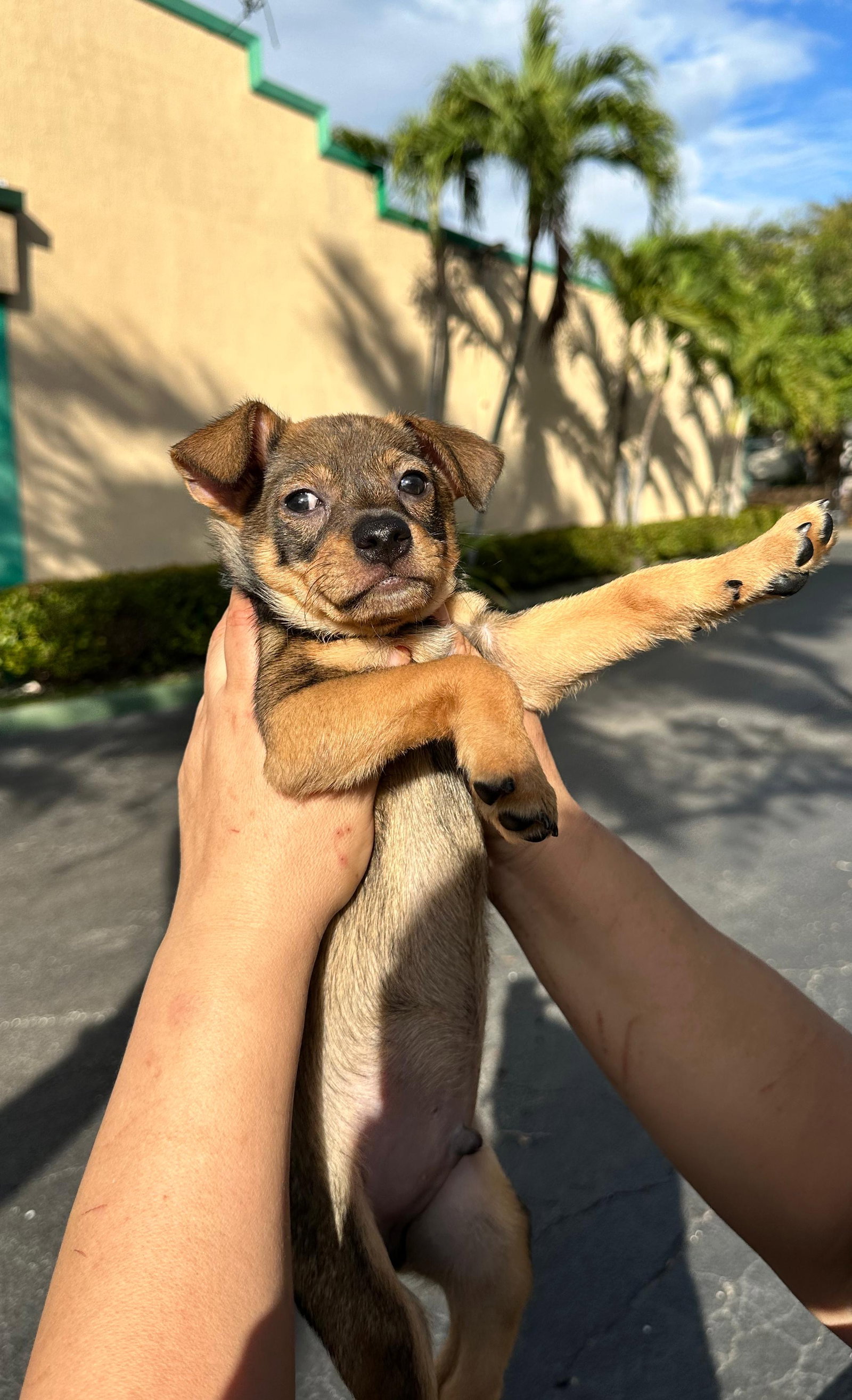 Chihuahua