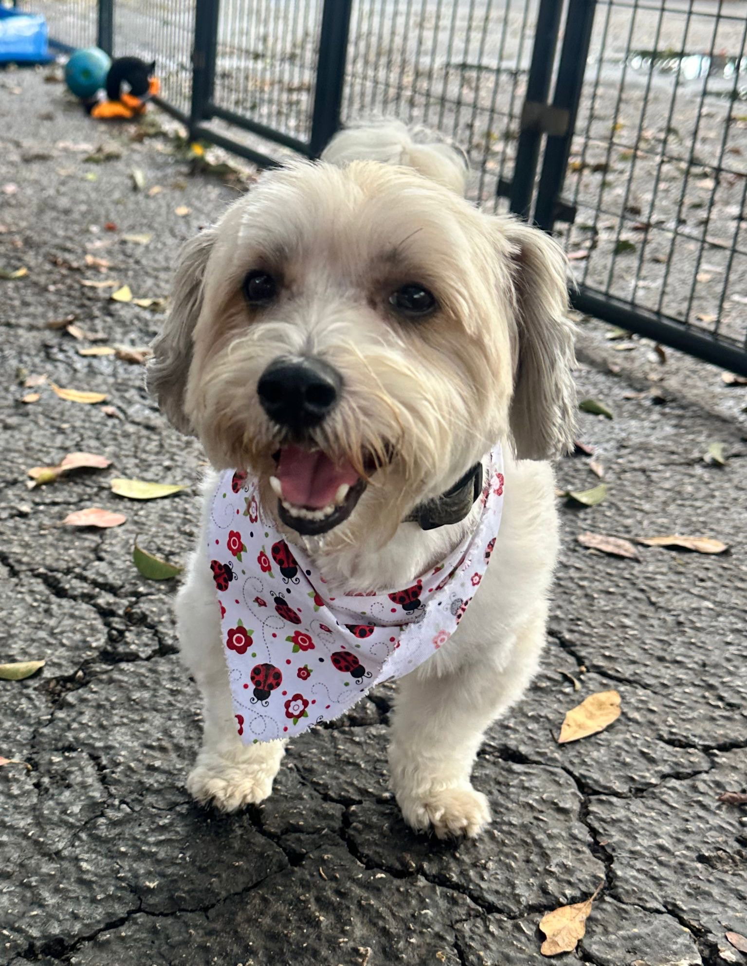 BENJI Image