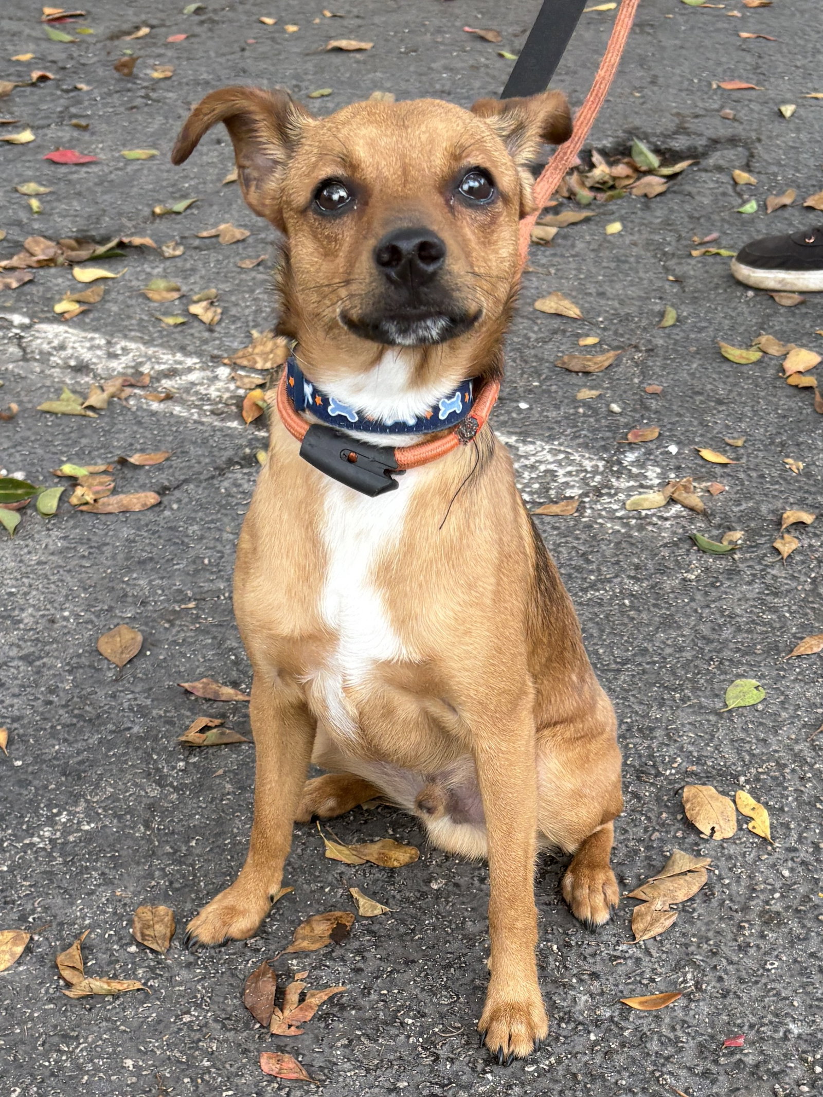Terrier