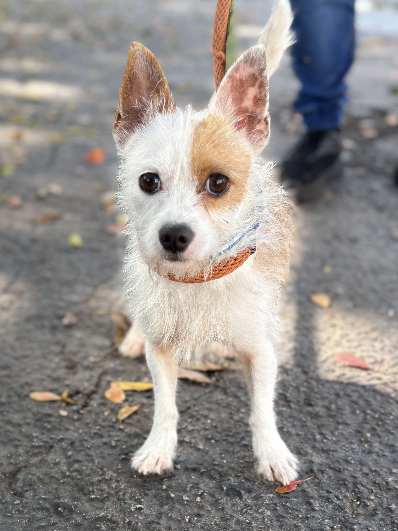 OLIVER Image