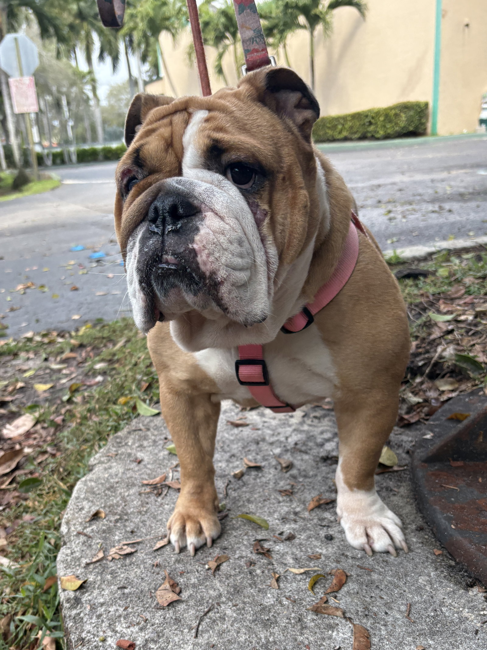 Bulldog