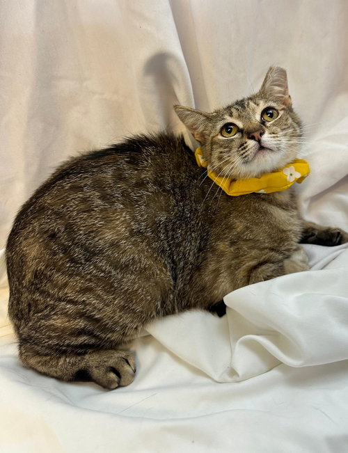 little tiger, an adoptable Domestic Short Hair in Margate, FL