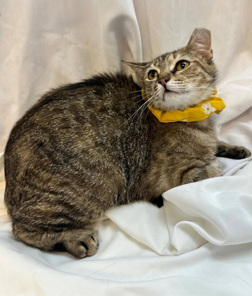Photo 3 of little tiger