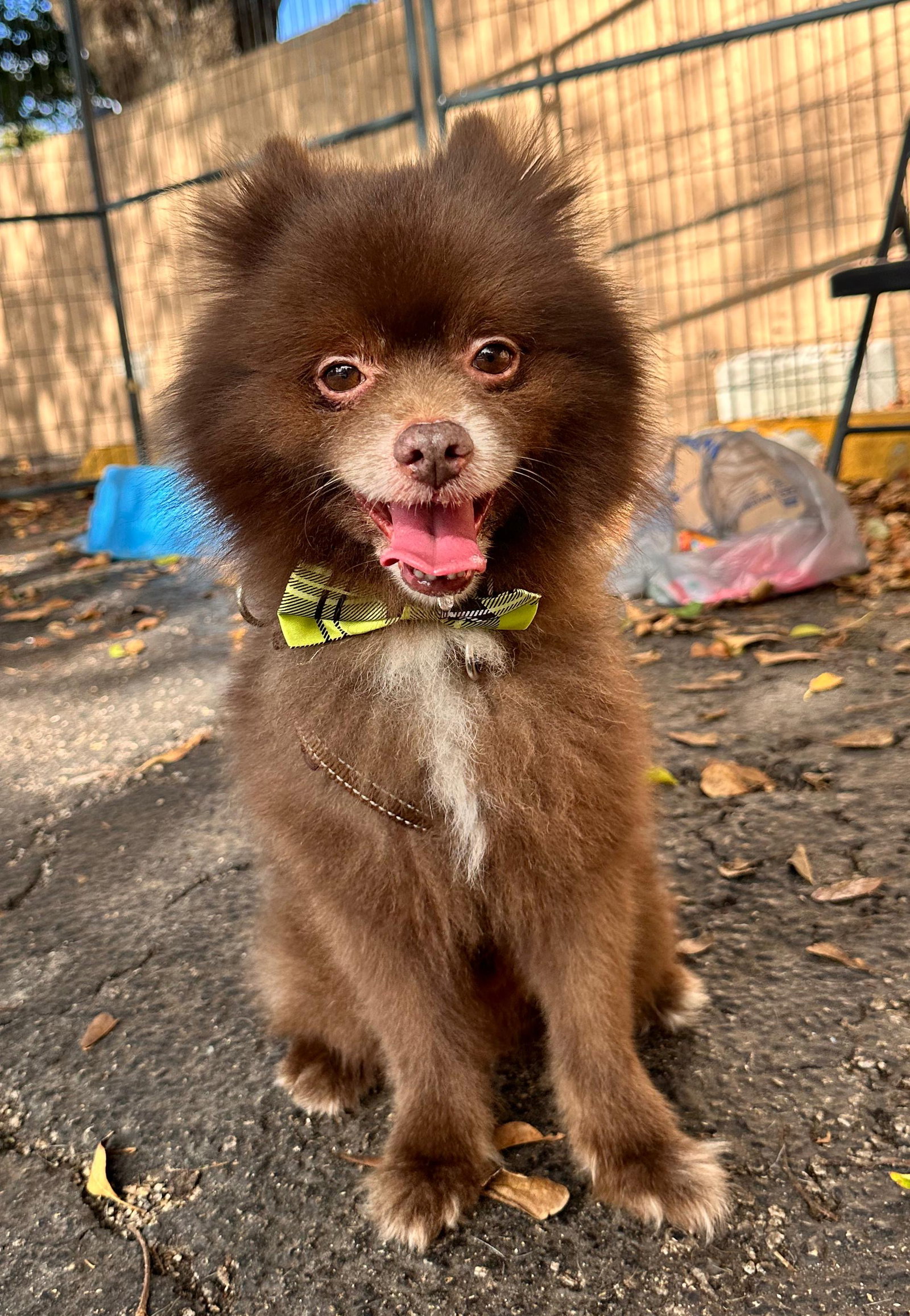 TEDDY Image