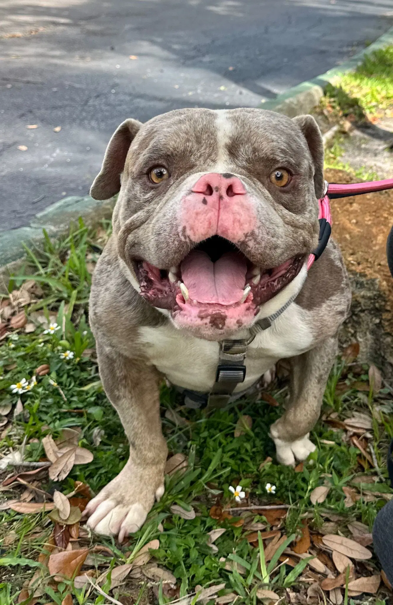 Tron - Bulldog
