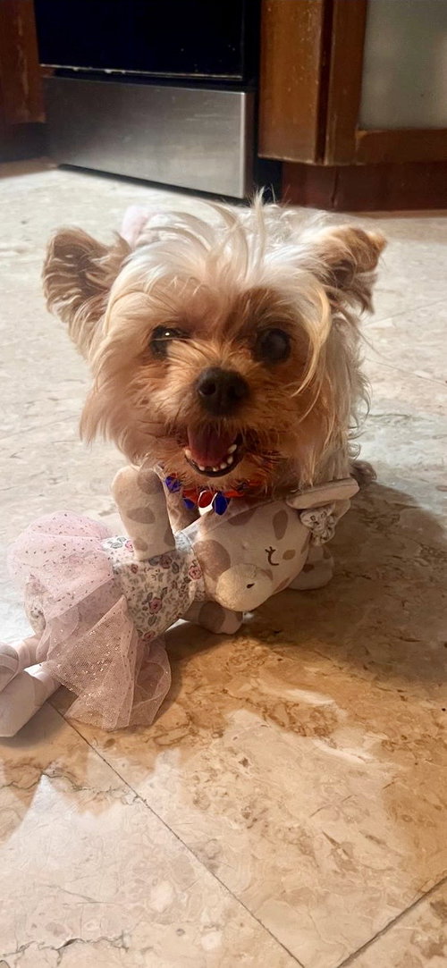 CHANEL, an adoptable Yorkshire Terrier Yorkie in Margate, FL