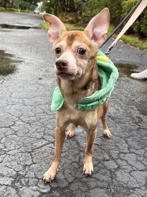 FRANKIE, an adoptable Terrier in Margate, FL