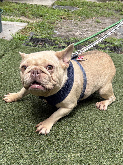 BUTTER COOKIE, an adoptable French Bulldog in Margate, FL