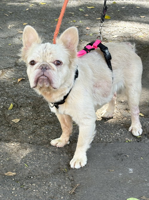 CREAM CHEESE, an adoptable French Bulldog in Margate, FL