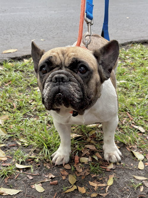 JANEY, an adoptable French Bulldog in Margate, FL
