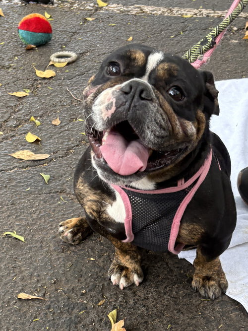 RASPBERRY, an adoptable Bulldog in Margate, FL