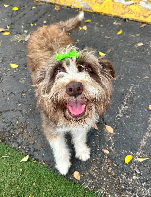 COCO, an adoptable Poodle in Margate, FL