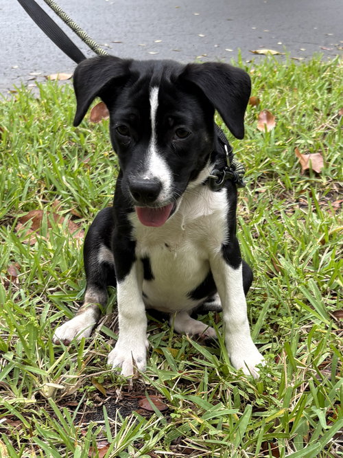 LALA, an adoptable Poodle in Margate, FL