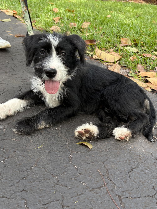 GINGER, an adoptable Poodle in Margate, FL