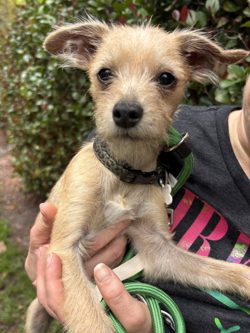ROWAN, an adoptable Yorkshire Terrier Yorkie in Margate, FL