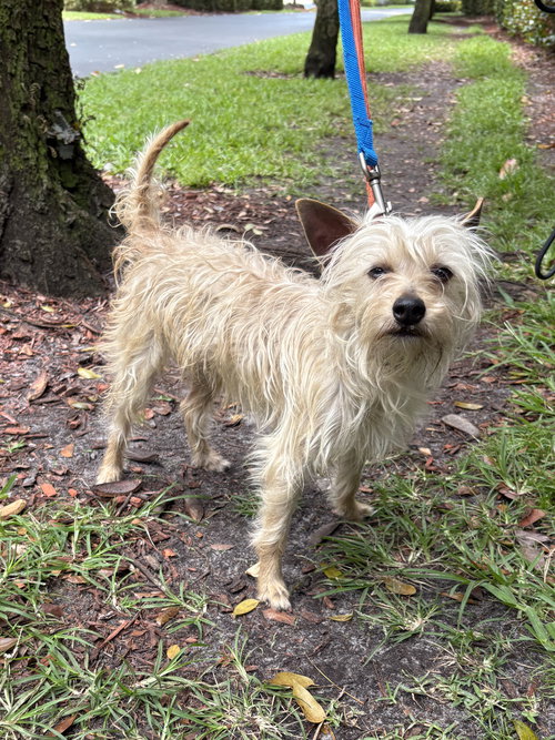 BAM BAM, an adoptable Yorkshire Terrier Yorkie in Margate, FL