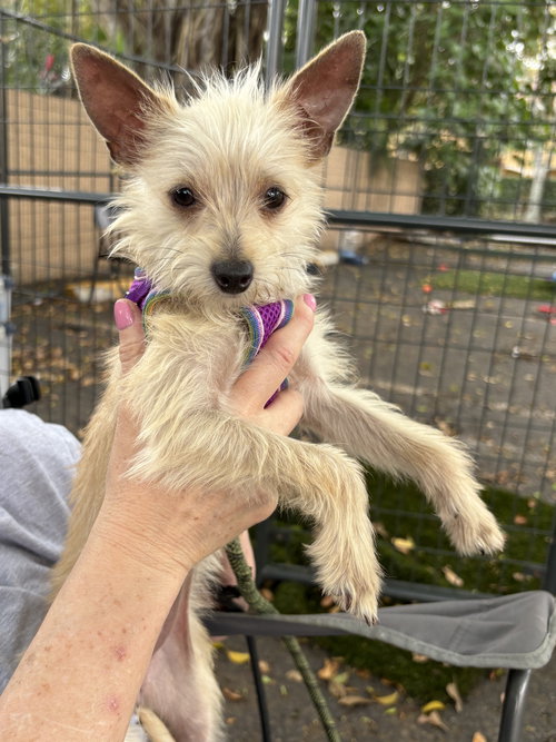 MIMI, an adoptable Yorkshire Terrier Yorkie in Margate, FL