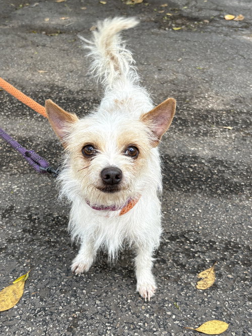 JUNE, an adoptable Yorkshire Terrier Yorkie in Margate, FL
