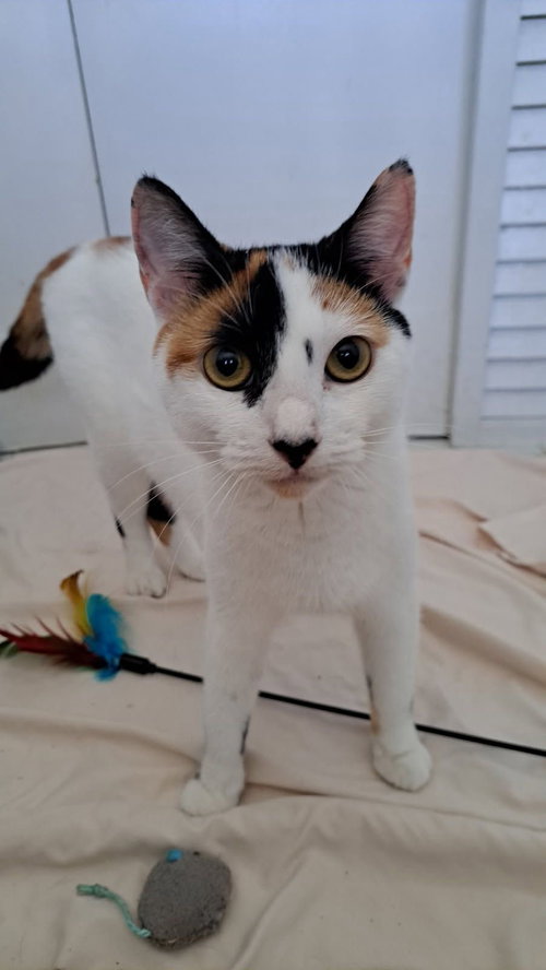 CALYPSO, Baby Domestic Short Hair / Dilute Calico (short coat), cat for adoption in Miami Beach, Florida