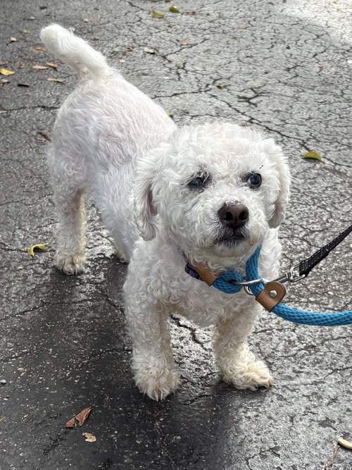 LIMAR, an adoptable Poodle in Margate, FL