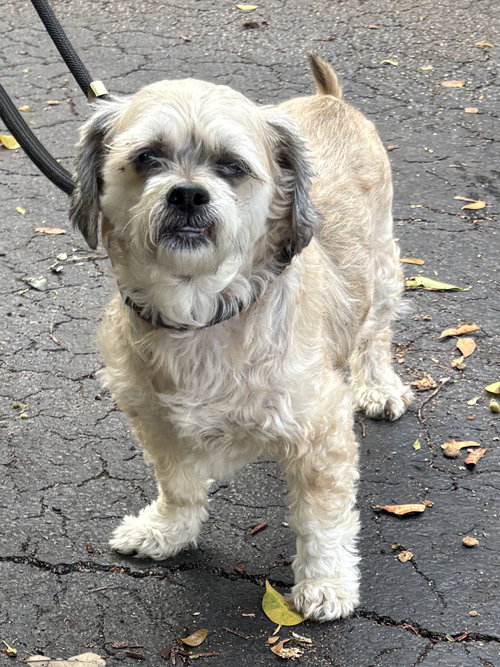 DRAKE, an adoptable Shih Tzu in Margate, FL