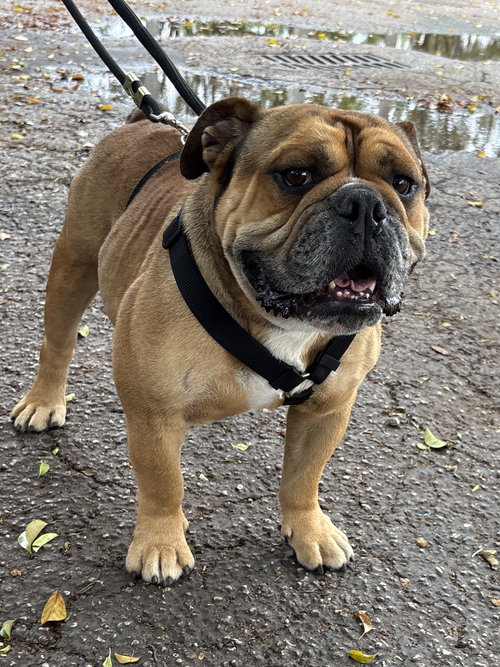 DIESEL, an adoptable English Bulldog in Margate, FL