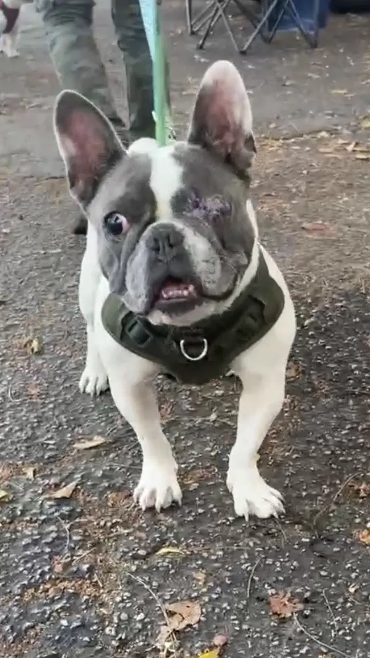 Luna - French Bulldog