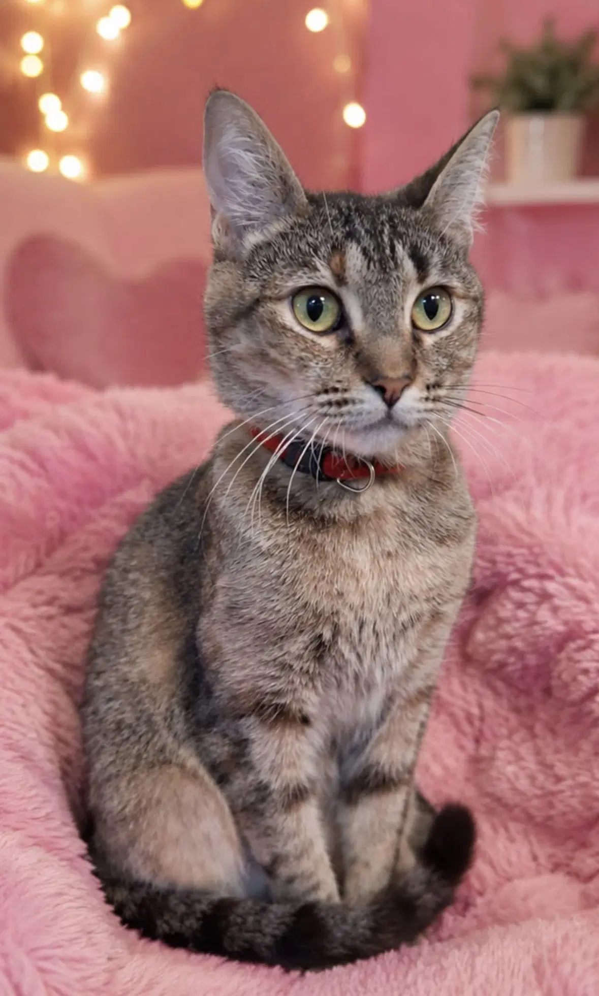 Maddy - Domestic Short Hair