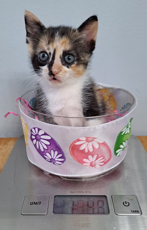 ARTEMIS, Baby Domestic Short Hair (short coat), cat for adoption in Miami Beach, Florida
