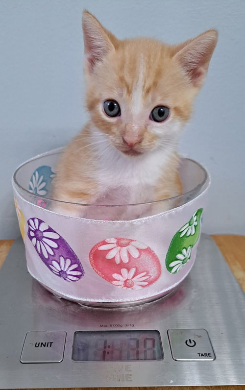 picture of the cat needing adoption