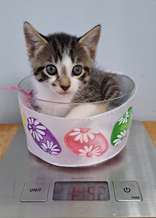 EROS, Baby Domestic Short Hair (short coat), cat for adoption in Miami Beach, Florida