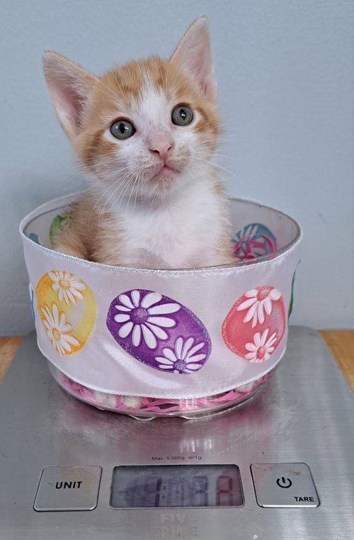 ADONIS, Baby Domestic Short Hair (short coat), cat for adoption in Miami Beach, Florida