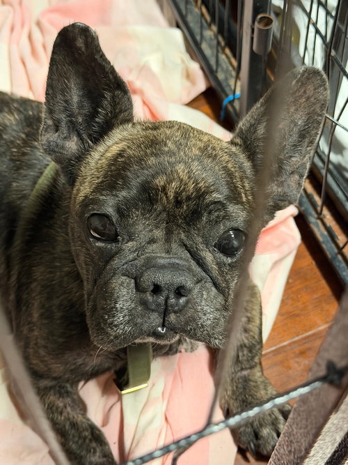 lucia, an adoptable French Bulldog in Margate, FL