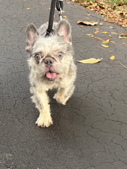 antonio, an adoptable French Bulldog in Margate, FL