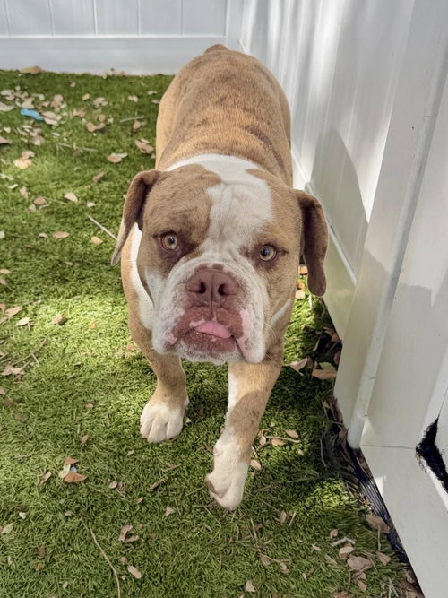 BUCKY, an adoptable English Bulldog in Margate, FL
