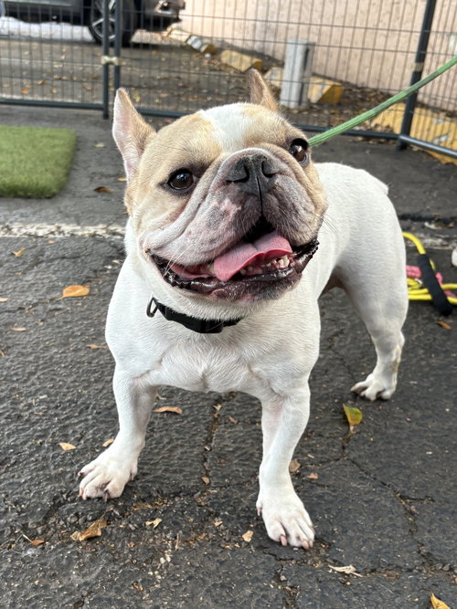 FLYN, an adoptable French Bulldog in Margate, FL