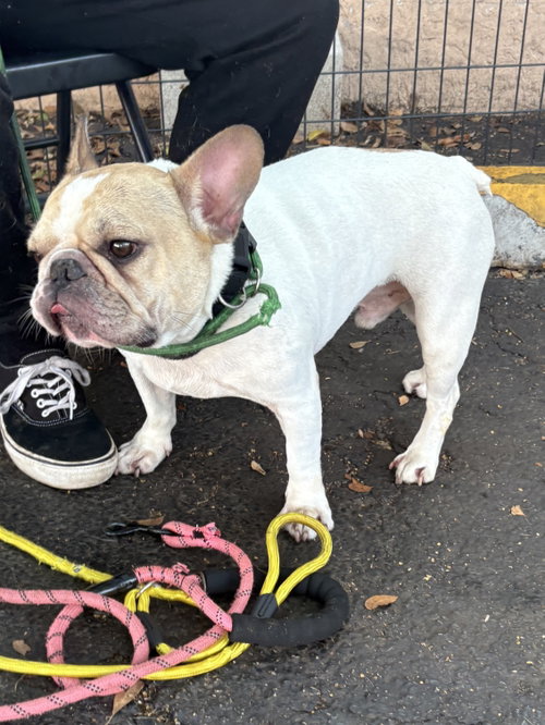 FLYN - French Bulldog available for adoption