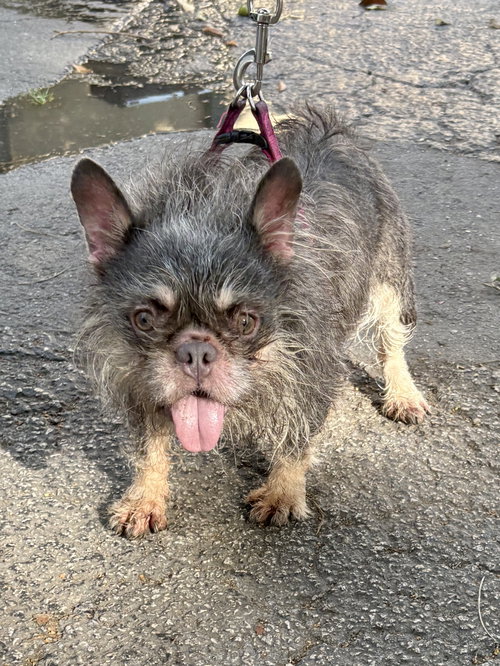 DAISY, an adoptable French Bulldog in Margate, FL